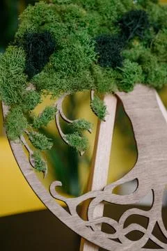 Stabilized moss.Stabilized moss in the pot Stock Photos