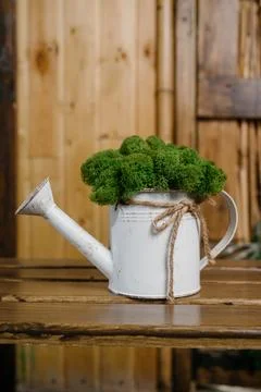 Stabilized moss.Stabilized moss in the pot Stock Photos