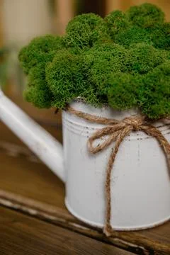 Stabilized moss.Stabilized moss in the pot Stock Photos