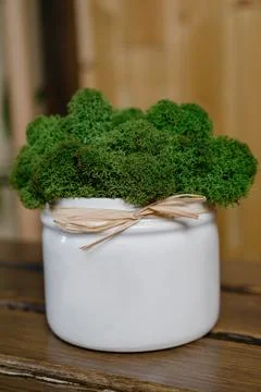 Stabilized moss.Stabilized moss in the pot Stock Photos