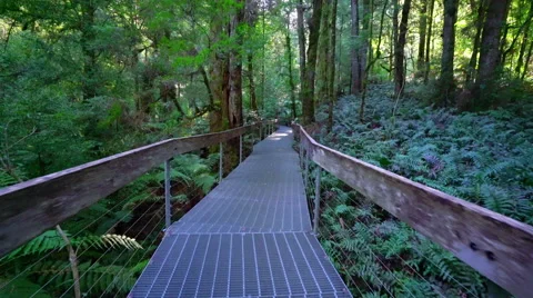 Stabilized POV shot of walking through a rainforest walkway Stock Footage 55538987