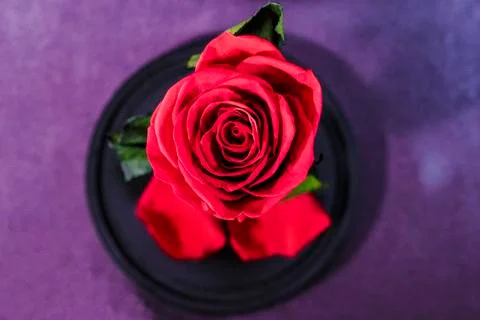 Stabilized red rose. Stock Photos