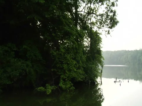 Stabilized River Scenic Nature Trees Vegetation Travel Boat Wildlife (4) 動画素材 7764658