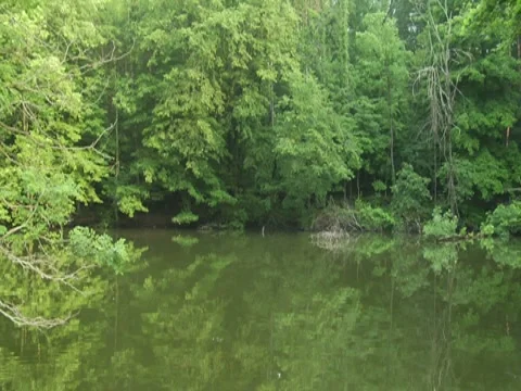 Stabilized River Scenic Nature Trees Vegetation Travel Boat Wildlife (3) 動画素材 7764726