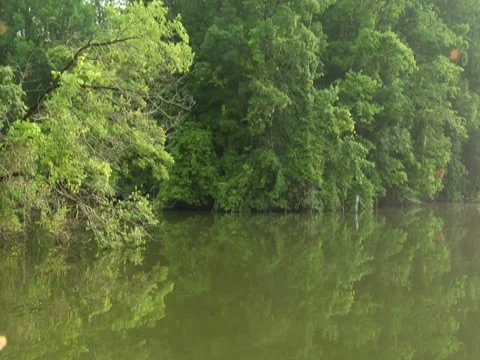 Stabilized River Scenic Nature Trees Vegetation Travel Boat Wildlife (1) 動画素材 7765115