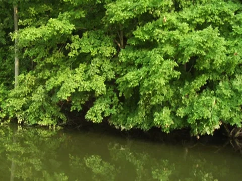 Stabilized River Scenic Nature Trees Vegetation Travel Boat Wildlife (6) 動画素材 7765267