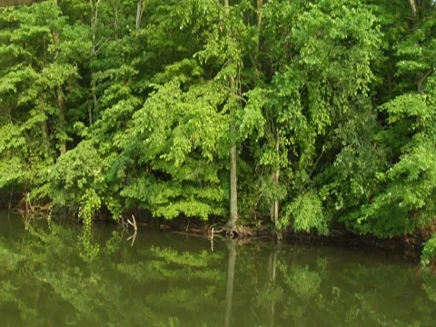 Stabilized River Scenic Nature Trees Vegetation Travel Boat Wildlife (5) 動画素材 7765282