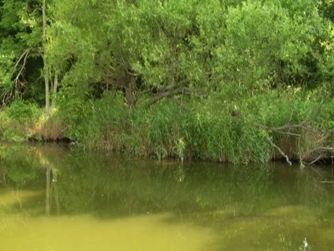 Stabilized River Scenic Nature Trees Vegetation Travel Boat Wildlife (2) 動画素材 7765371