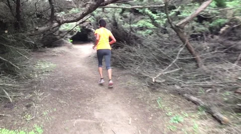 Stabilized. Running in tree tunnel Stock Footage 48053659