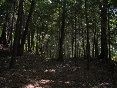 Stabilized shot moving through a beautiful forest Stock-Footage 82650475