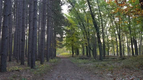 Stabilized shot walking down Fall Trail by Pines and Deciduous Trees on each Stock Footage 55699104