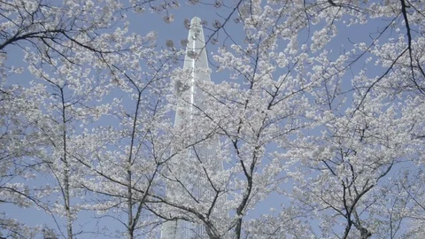 Stabilized Tracking Low Angle View Lotte Tower Thru Cherry Blossom Trees Seoul Stock Footage