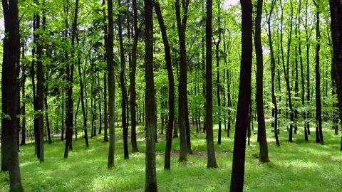 Stabilized video of summer walk in forrest. Stock Footage 75979297