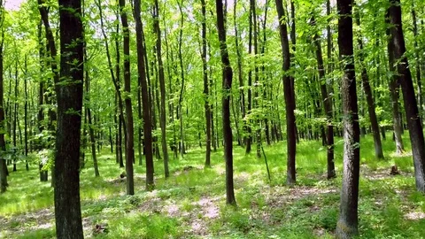 Stabilized video of summer walk in forrest. Stock Footage 75979444