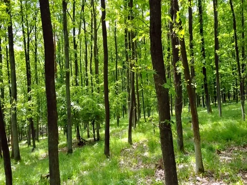 Stabilized video of summer walk in forrest. Stock Footage 75979801