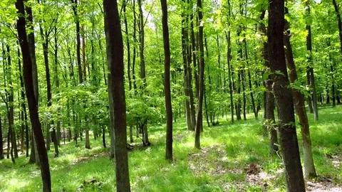 Stabilized video of summer walk in forrest. Stock Footage 75979833
