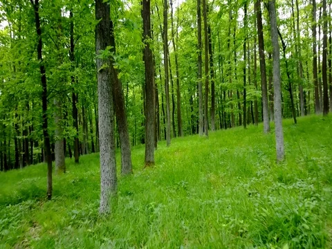 Stabilized video of summer walk in forrest. Stock Footage 75979845