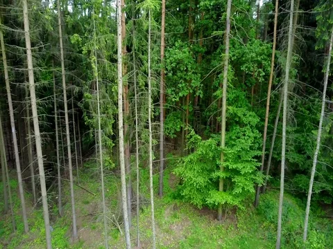 Stabilized video of summer walk in forrest. Stock Footage 75979888