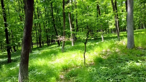 Stabilized video of summer walk in forrest. Stock Footage 75979899