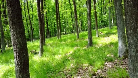 Stabilized video of summer walk in forrest. Stock Footage 75979984