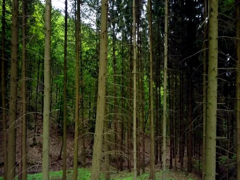 Stabilized video of summer walk in forrest. Stock Footage 75980080