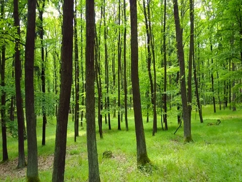 Stabilized video of summer walk in forrest. Stock Footage 75980118