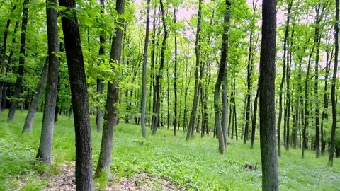 Stabilized video of summer walk in forrest. Stock Footage 75980199