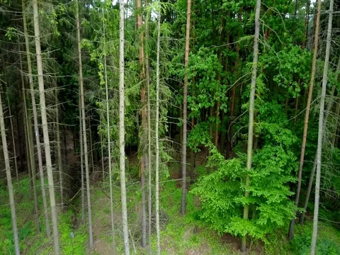 Stabilized video of summer walk in forrest. Stock Footage 75980207