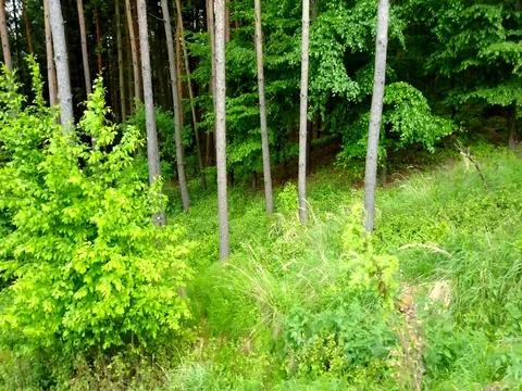 Stabilized video of summer walk in forrest. Stock Footage 75980214