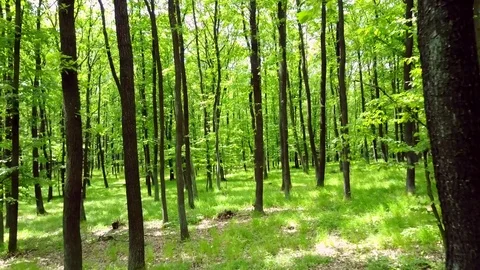 Stabilized video of summer walk in forrest. Stock Footage 75980222