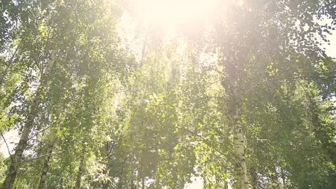 Stabilizer, everywhere there is a lot of birches the sun shines Stock Footage 99366548