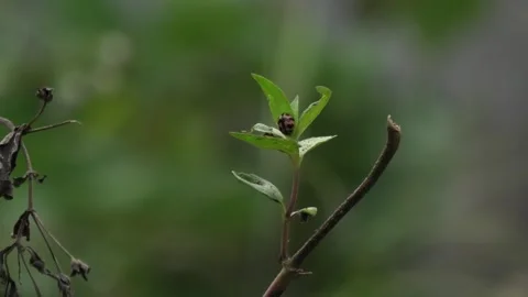 Stable Background, Ladybug Larvae On Wild Plants Stock Footage 307476971