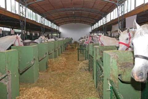 Stable Barn With  Horses Stock Photos
