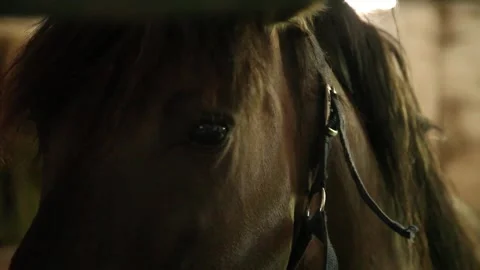 Stable boy taking care of horses. Slow motion. Stock Footage 136506444