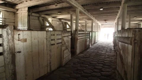Stable boy taking care of horses. Slow motion. Stock Footage 136507254