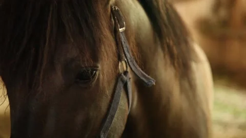 Stable boy taking care of horses. Slow motion. Stock Footage 136508367