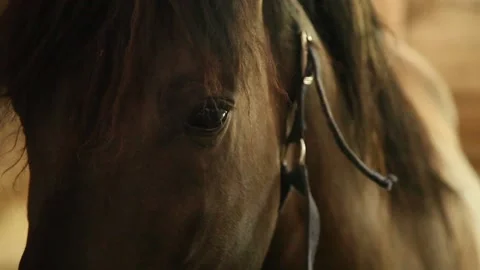 Stable boy taking care of horses. Slow motion. Stock Footage 136508762