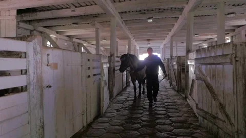 Stable boy taking care of horses. Slow motion. Stock Footage 136510430