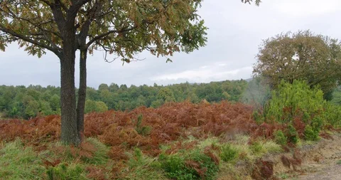 Stable camera looking at a tree and background with full fall colors. Stock Footage 90970840