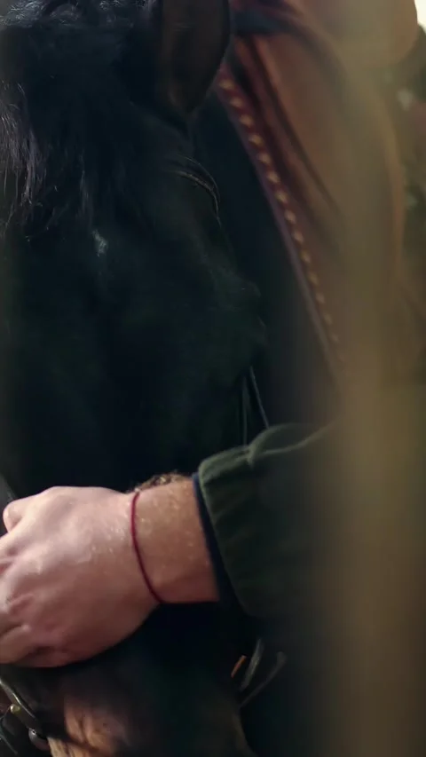 In a stable, close-up, a man fastens a bridle and reins on the muzzle of a Stock Footage 315757730