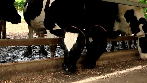 Stable with cows cow black and white milk dairy butter entrepreneur livestock Vídeos de archivo 334655455