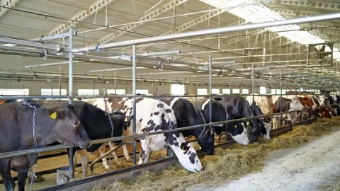 Stable with cows cow black and white milk dairy butter entrepreneur livestock Vídeos de archivo 334655609