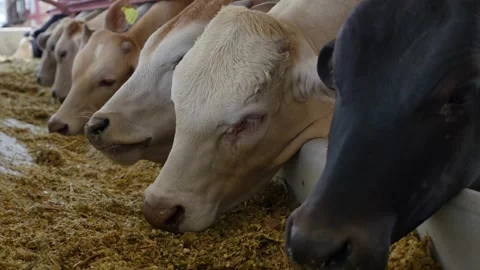 Stable with cows cow white cattle milk dairy butter entrepreneur livestock Stock-Footage 334655566