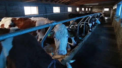 Stable with dairy cows Vídeo Stock 58862700