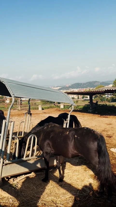 In the stable, in the enclosure, black horses are eating hay. Vertical footage. Stock-Footage 334836652