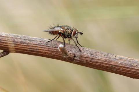 Stable fly or biting fly perched on a twig Photos