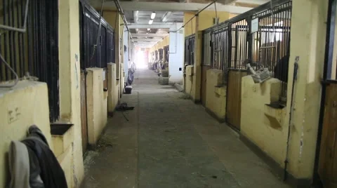 Stable Видео 5394777