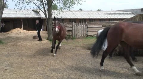 Stable 動画素材 8916881