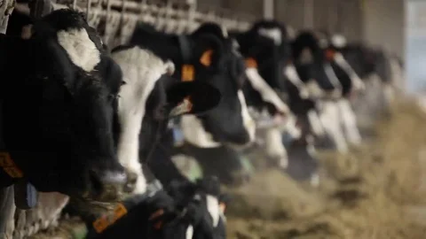 Stable full of cows Vídeos de archivo 69177558