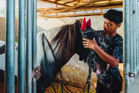 Stable Hand Fitting Bridle and Fly Mask on Pinto Horse Stock Photos